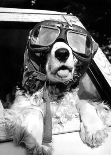 Dog Wearing Glasses, Greeting Card