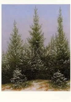 Firs in the Snow, Postcard