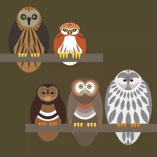 Owl Quintet, Everyday Single Card