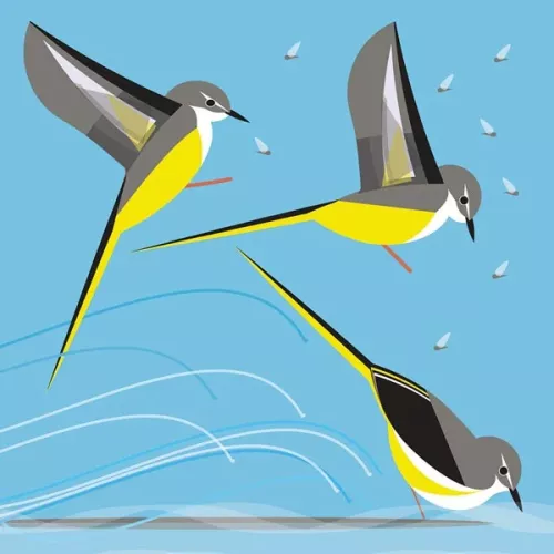 Grey Wagtail, Everyday Single Card