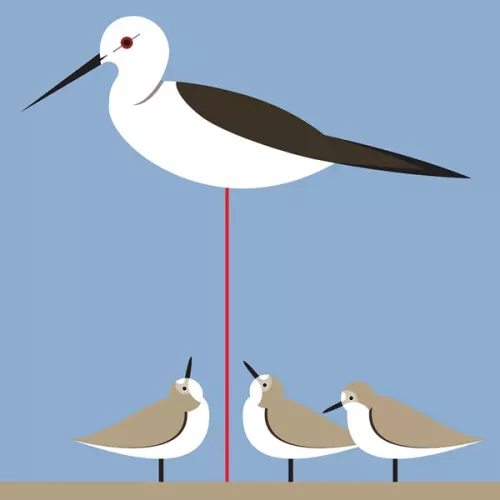 Stilt & Stint, Everyday Single Card