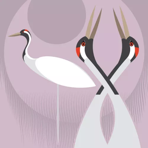 Common Crane, Everyday Single Card