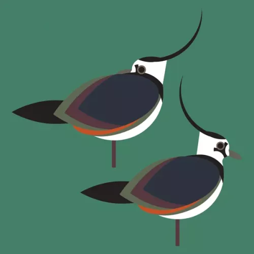 Lapwings, Everyday Single Card