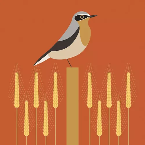 Wheatear, Everyday Single Card