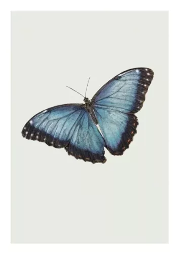 Butterfly, Everyday Single Card