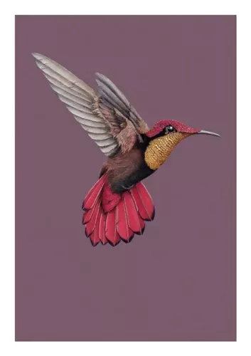 Humming Bird , Everyday Single Card