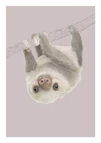Two Toed Sloth, Everyday Single Card