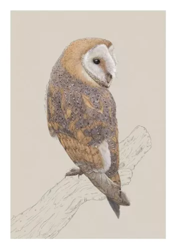 Barn Owl, Everyday Single Card
