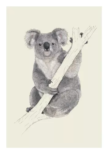 Koala, Everyday Single Card