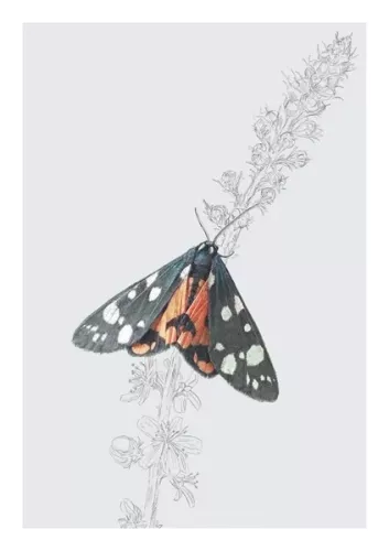 Scarlet Tiger Moth, Everyday Single Card
