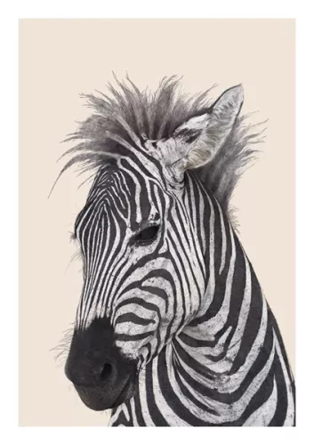 Zebra, Everyday Single Card
