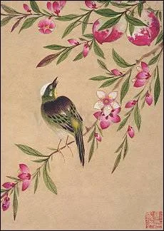 Bird and Fruit, Postcard