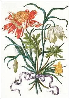 Illustration from: New Book of Flowers (1680), Postcard