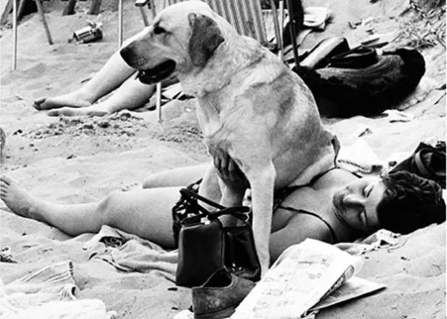 Labrador Sitting On Woman, Greeting Card