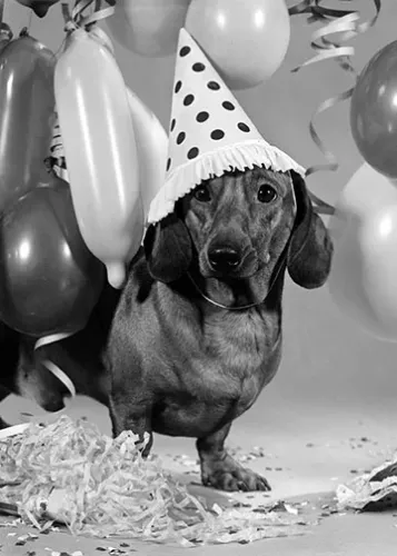 Dog With Party Hat, Greeting Card
