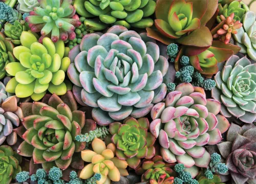 Puzzle Succulent Garden