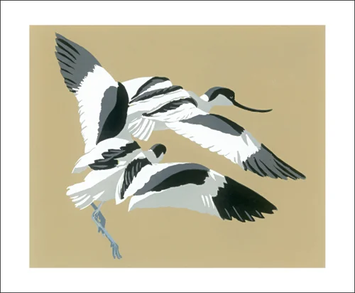 Avocets Chasing
