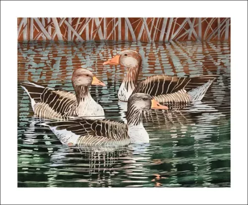 Greylags