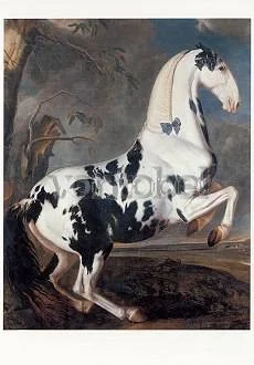 Portrait of a Dappled Horse from the Stud at Eisgrub performing the Levade (c. 1700), Postcard