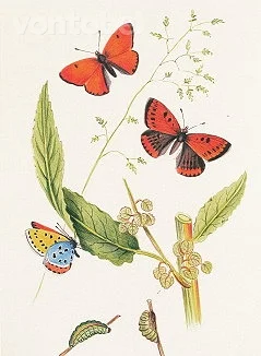 Large Cooper (1878), Greeting Card