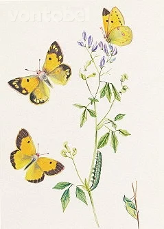 Clouded Yellow (1892), Greeting Card