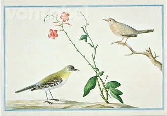 Yellow Wagtail (1754-57), Postcard