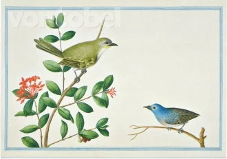 Sri Lankan Bush Warble (1754-57), Postcard