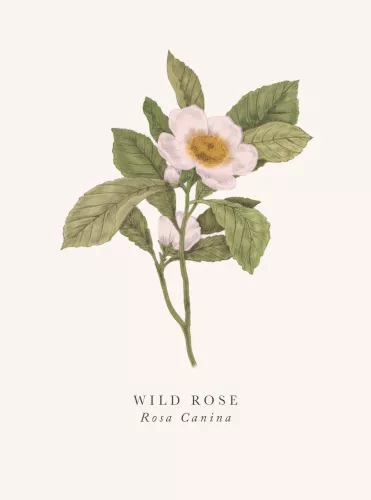 Wild Rose