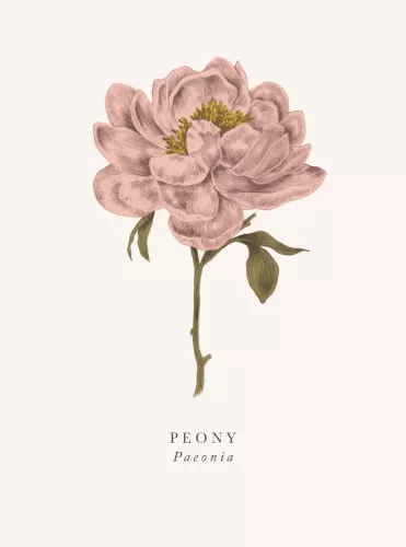 Peony
