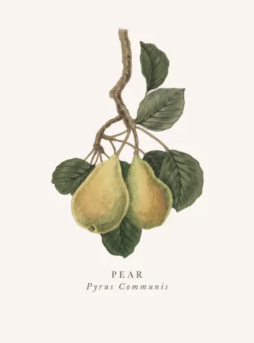 Pear