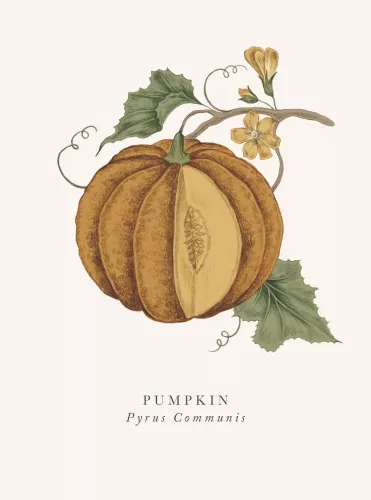 Pumpkin