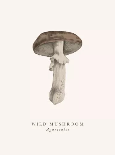 Wild Mushroom