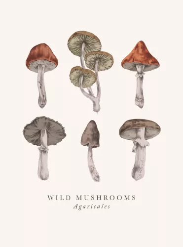 Wild Mushrooms Multiple