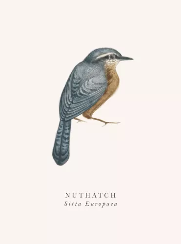 Nuthatch