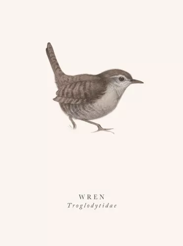 Wren