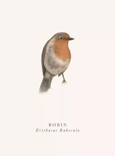 Robin