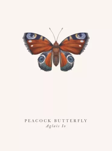 Peacock Butterfly