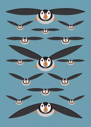 Puffin 7X5