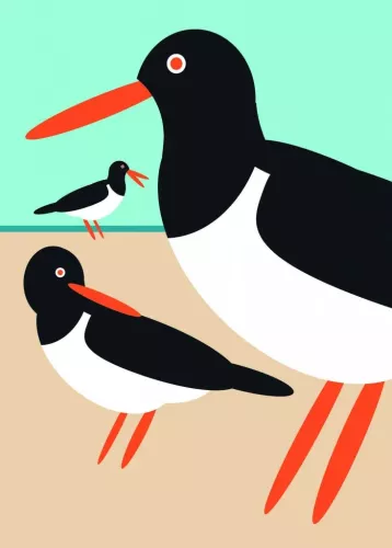 Oyster Catcher 7X5