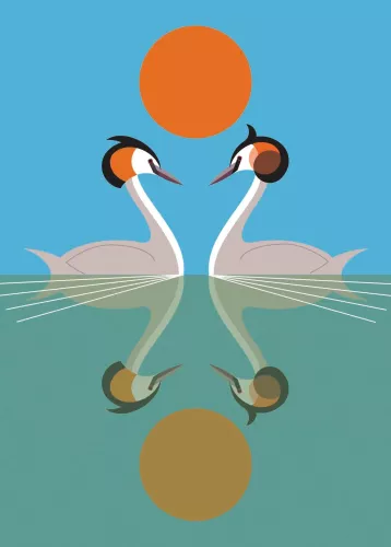Crested Grebe 7X5