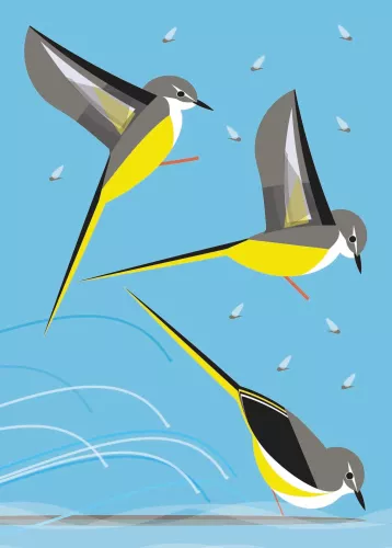 Grey Wagtail 7X5