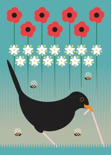 Blackbird 7X5