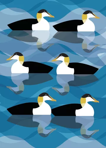 Eider 7X5