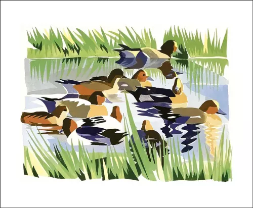 Wigeon