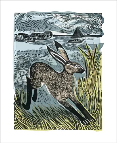 Young Hare