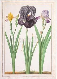 Three Irises (1652), Postcard