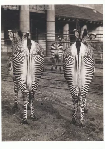 Berlin Zoological Garden, Two Zebras from Behind (1935), Postcard