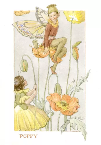 Fairy Land poppies, Minicard