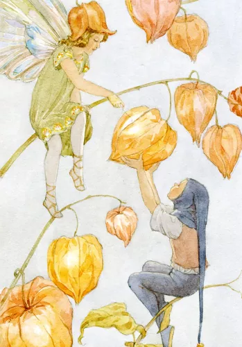 Fairy Land physalis, Minicard