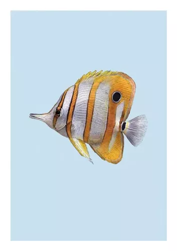 Butterfly Fish, Everyday Single Card
